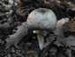 Tintaszagú csiperke (Agaricus moelleri), Budai-hegység